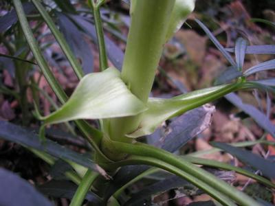 file:///home/gadget/actPAULETTE/PauletteVIGNETT400/RENONCULACEE/Helleborus.foetidus.Hellebore.fetide%2001.08.flle1stipule.JPG