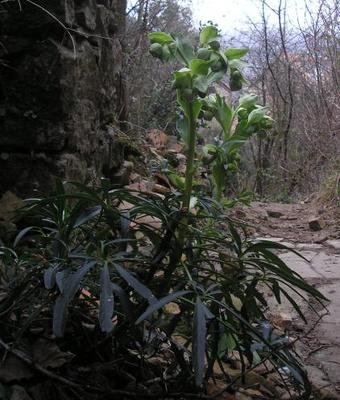 file:///home/gadget/actPAULETTE/PauletteVIGNETT400/RENONCULACEE/Helleborus.foetidus.Hellebore.fetide%2001.08.p1.JPG