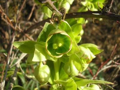file:///home/gadget/actPAULETTE/PauletteVIGNETT400/RENONCULACEE/Helleborus.foetidus.Hellebore.fetide%2003.09.fl1.jpg