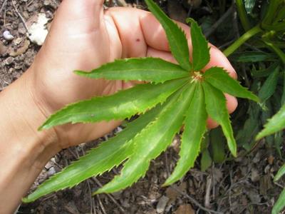 file:///home/gadget/actPAULETTE/PauletteVIGNETT400/RENONCULACEE/Helleborus.foetidus.Hellebore.fetide%2005.06.flle.JPG