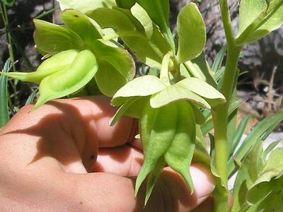 file:///home/gadget/actPAULETTE/PauletteVIGNETT400/RENONCULACEE/Helleborus.foetidus.Hellebore.fetide%2005.06.fr2.JPG