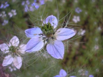 file:///home/gadget/actPAULETTE/PauletteVIGNETT400/RENONCULACEE/Nigella.damascena.Nigelle.de.Damas%2005.06.fl1.JPG