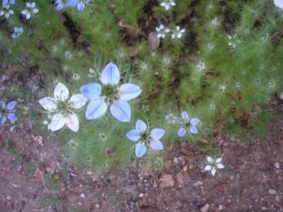 file:///home/gadget/actPAULETTE/PauletteVIGNETT400/RENONCULACEE/Nigella.damascena.Nigelle.de.Damas%2005.06.fl2.JPG