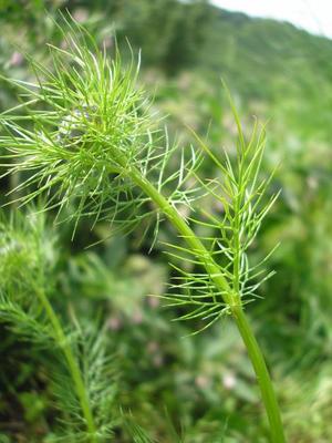 file:///home/gadget/actPAULETTE/PauletteVIGNETT400/RENONCULACEE/Nigella.damascena.Nigelle.de.Damas%2006.08.fl00.jpg