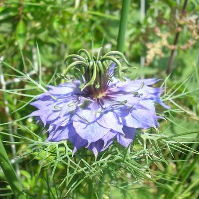 file:///home/gadget/actPAULETTE/PauletteVIGNETT400/RENONCULACEE/Nigella.damascena.Nigelle.de.Damas%2006.08.fl133.jpg