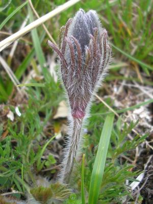 file:///home/gadget/actPAULETTE/PauletteVIGNETT400/RENONCULACEE/Pulsatilla.Pulsatille.d.Aubrac%2005.08.fl1.jpg
