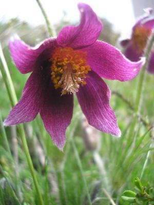 file:///home/gadget/actPAULETTE/PauletteVIGNETT400/RENONCULACEE/Pulsatilla.Pulsatille.d.Aubrac%2005.08.fl2.jpg