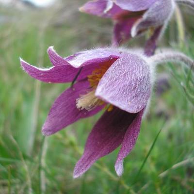 file:///home/gadget/actPAULETTE/PauletteVIGNETT400/RENONCULACEE/Pulsatilla.Pulsatille.d.Aubrac%2005.08.fl33.jpg