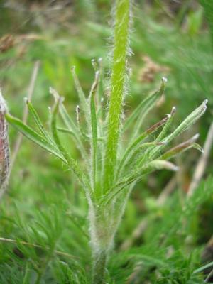 file:///home/gadget/actPAULETTE/PauletteVIGNETT400/RENONCULACEE/Pulsatilla.Pulsatille.d.Aubrac%2005.08.flle1.jpg