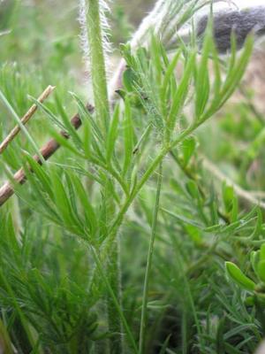 file:///home/gadget/actPAULETTE/PauletteVIGNETT400/RENONCULACEE/Pulsatilla.Pulsatille.d.Aubrac%2005.08.flle2.jpg
