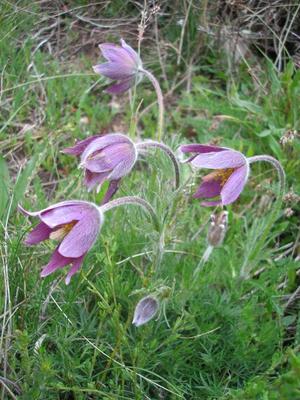file:///home/gadget/actPAULETTE/PauletteVIGNETT400/RENONCULACEE/Pulsatilla.Pulsatille.d.Aubrac%2005.08.p1.jpg