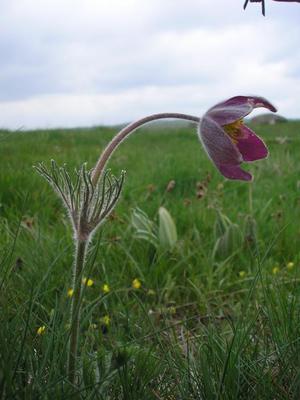 file:///home/gadget/actPAULETTE/PauletteVIGNETT400/RENONCULACEE/Pulsatilla.Pulsatille.d.Aubrac%2005.08.p2.jpg