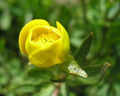 file:///home/gadget/actPAULETTE/PauletteVIGNETT400/RENONCULACEE/Ranunculus.acris.Renoncule.acre%2004.08.fl1.jpg