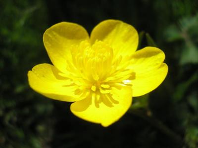 file:///home/gadget/actPAULETTE/PauletteVIGNETT400/RENONCULACEE/Ranunculus.acris.Renoncule.acre%2004.08.fl2.jpg