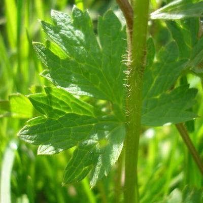 file:///home/gadget/actPAULETTE/PauletteVIGNETT400/RENONCULACEE/Ranunculus.acris.Renoncule.acre%2004.08.flle2.jpg