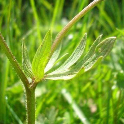 file:///home/gadget/actPAULETTE/PauletteVIGNETT400/RENONCULACEE/Ranunculus.acris.Renoncule.acre%2004.08.flle33.jpg