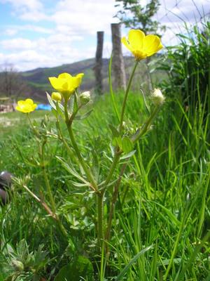 file:///home/gadget/actPAULETTE/PauletteVIGNETT400/RENONCULACEE/Ranunculus.acris.Renoncule.acre%2004.08.p1.jpg