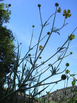 file:///home/gadget/actPAULETTE/PauletteVIGNETT400/RENONCULACEE/Ranunculus.acris.Renoncule.acre%2005.06.p1.JPG