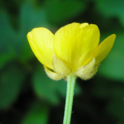 file:///home/gadget/actPAULETTE/PauletteVIGNETT400/RENONCULACEE/Ranunculus.repens.Renoncule.rampante%2006.06.fl1.JPG