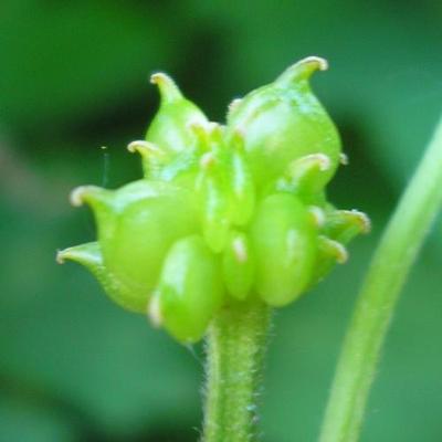 file:///home/gadget/actPAULETTE/PauletteVIGNETT400/RENONCULACEE/Ranunculus.repens.Renoncule.rampante%2006.06.fr2.JPG