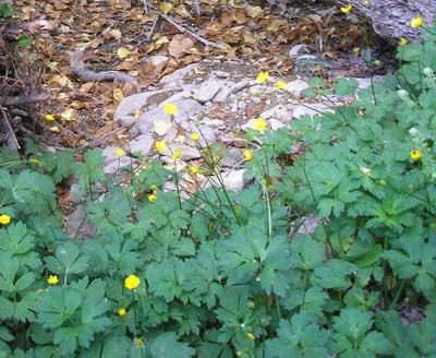 file:///home/gadget/actPAULETTE/PauletteVIGNETT400/RENONCULACEE/Ranunculus.repens.Renoncule.rampante%2006.06.p3.JPG
