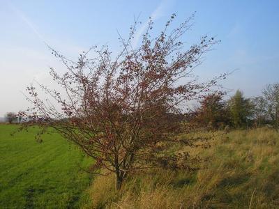 file:///home/gadget/actPAULETTE/PauletteVIGNETT400/ROSACEE/Crataegus%20(Aub%C3%A9pine)%2009-07%201010069.JPG