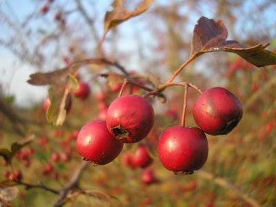 file:///home/gadget/actPAULETTE/PauletteVIGNETT400/ROSACEE/Crataegus%20(Aub%C3%A9pine)%2009-07%201010072.JPG