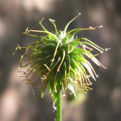 file:///home/gadget/actPAULETTE/PauletteVIGNETT400/ROSACEE/Geum%20urbanum%20(Benoite)%2006-08%20fr1.JPG