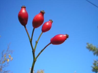 file:///home/gadget/actPAULETTE/PauletteVIGNETT400/ROSACEE/Rosa%20canina%20(Eglantier)%2009-08%20cynorrhodons.jpg