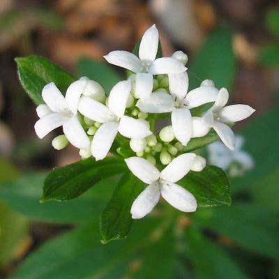 file:///home/gadget/actPAULETTE/PauletteVIGNETT400/RUBIACEE/Asperula%20odorata%20(Asp%C3%A9rule%20odorante)%2004-07%20fleur.JPG