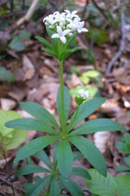file:///home/gadget/actPAULETTE/PauletteVIGNETT400/RUBIACEE/Asperula%20odorata%20(Asp%C3%A9rule%20odorante)%2004-07%20plante.JPG