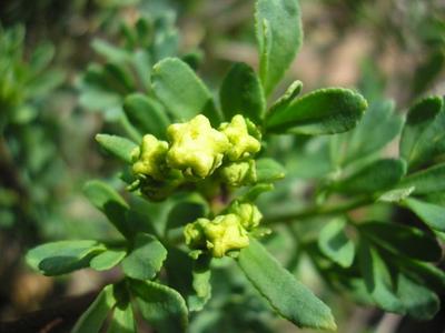 file:///home/gadget/actPAULETTE/PauletteVIGNETT400/RUTACEE/Ruta%20graveolens%20(Rue)%2004-08%20bouton2.jpg