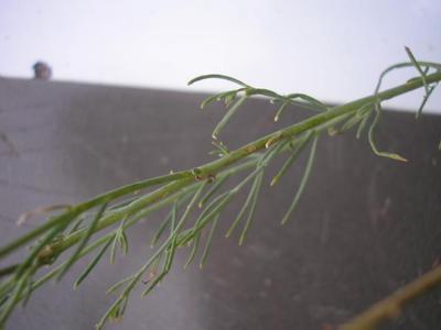 file:///home/gadget/actPAULETTE/PauletteVIGNETT400/SCROFULARIACEE/Linaria%20repens%20(Linaire%20stri%C3%A9e)%2009-07%20feuille1.JPG