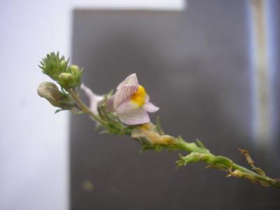 file:///home/gadget/actPAULETTE/PauletteVIGNETT400/SCROFULARIACEE/Linaria%20repens%20(Linaire%20stri%C3%A9e)%2009-07%20fleur1.JPG