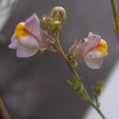 file:///home/gadget/actPAULETTE/PauletteVIGNETT400/SCROFULARIACEE/Linaria%20repens%20(Linaire%20stri%C3%A9e)%2009-07%20fleur22.JPG