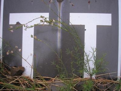 file:///home/gadget/actPAULETTE/PauletteVIGNETT400/SCROFULARIACEE/Linaria%20repens%20(Linaire%20stri%C3%A9e)%2009-07%20plante1.JPG