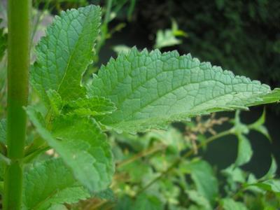 file:///home/gadget/actPAULETTE/PauletteVIGNETT400/SCROFULARIACEE/Scrofularia%20nodosa%20(grande%20scrofulaire)%2006-06%20feuille.JPG