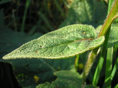 file:///home/gadget/actPAULETTE/PauletteVIGNETT400/SCROFULARIACEE/Verbascum%20nigrum%20(Mol%C3%A8ne%20noir)%2010-07%20feuille%20caudale.JPG