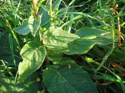 file:///home/gadget/actPAULETTE/PauletteVIGNETT400/SCROFULARIACEE/Verbascum%20nigrum%20(Mol%C3%A8ne%20noir)%2010-07%20feuilles%20basales.JPG