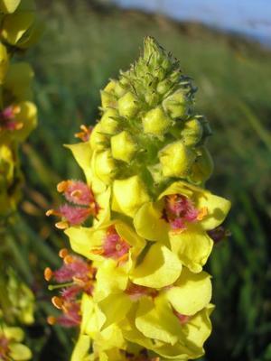 file:///home/gadget/actPAULETTE/PauletteVIGNETT400/SCROFULARIACEE/Verbascum%20nigrum%20(Mol%C3%A8ne%20noir)%2010-07%20fleur1.JPG