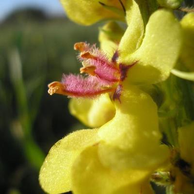 file:///home/gadget/actPAULETTE/PauletteVIGNETT400/SCROFULARIACEE/Verbascum%20nigrum%20(Mol%C3%A8ne%20noir)%2010-07%20fleur4.JPG