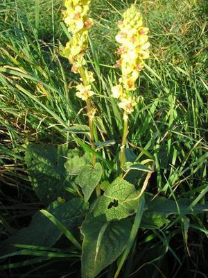 file:///home/gadget/actPAULETTE/PauletteVIGNETT400/SCROFULARIACEE/Verbascum%20nigrum%20(Mol%C3%A8ne)%20plt%201%201010093.JPG