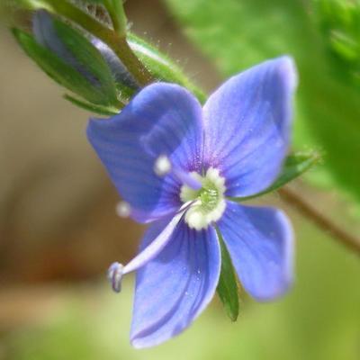 file:///home/gadget/actPAULETTE/PauletteVIGNETT400/SCROFULARIACEE/Veronica%20chamaedris%20(Veronique%20petit%20ch%C3%AAne)%2005-08%20fleur1.jpg