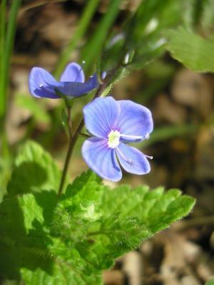 file:///home/gadget/actPAULETTE/PauletteVIGNETT400/SCROFULARIACEE/Veronica%20chamaedris%20(Veronique%20petit%20ch%C3%AAne)%2005-08%20fleur2.jpg