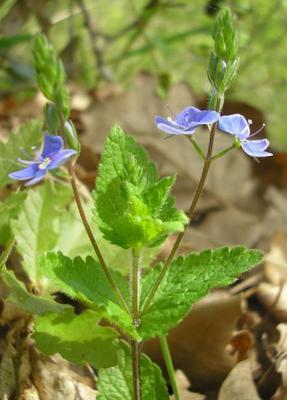 file:///home/gadget/actPAULETTE/PauletteVIGNETT400/SCROFULARIACEE/Veronica%20chamaedris%20(Veronique%20petit%20ch%C3%AAne)%2005-08%20plante1.jpg