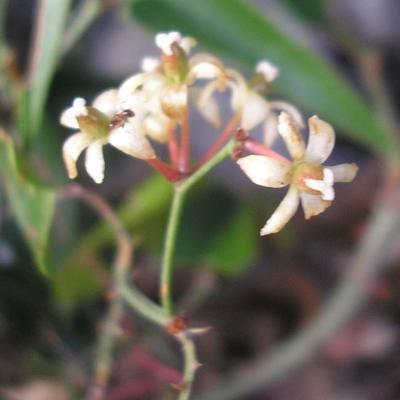 file:///home/gadget/actPAULETTE/PauletteVIGNETT400/SMILACACEE.M/Smilax.aspera.Salsepareille-09.07.fl2.JPG