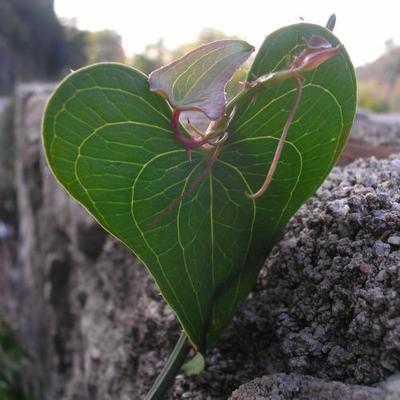 file:///home/gadget/actPAULETTE/PauletteVIGNETT400/SMILACACEE.M/Smilax.aspera.Salsepareille-09.07.flle11.JPG