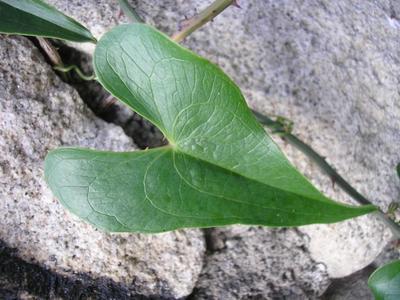 file:///home/gadget/actPAULETTE/PauletteVIGNETT400/SMILACACEE.M/Smilax.aspera.Salsepareille-09.07.flle4.JPG