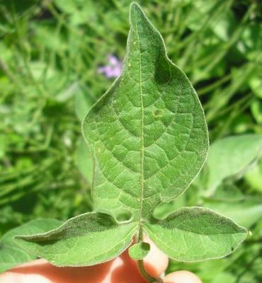 file:///home/gadget/actPAULETTE/PauletteVIGNETT400/SOLANACEE/Solanum%20dolce%20camara%20(Morelle%20douce-am%C3%A8re)%2005-06%20feuille.JPG