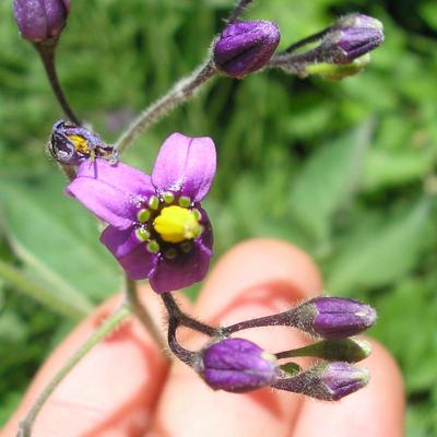 file:///home/gadget/actPAULETTE/PauletteVIGNETT400/SOLANACEE/Solanum%20dolce%20camara%20(Morelle%20douce-am%C3%A8re)%2005-06%20fleur11.JPG